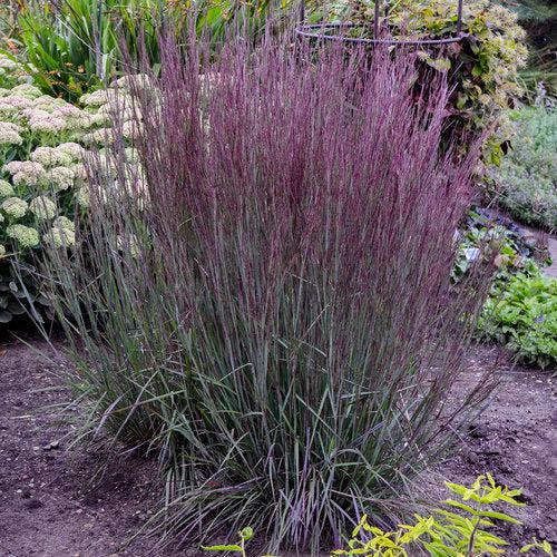 Schizachyrium scoparium 'Blue Paradise' ~ 'Blue Paradise' Little Bluestem