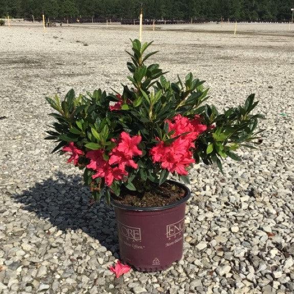 Rododendro 'Roblef' ~ Encore® Autumn Sundance™ Azalea