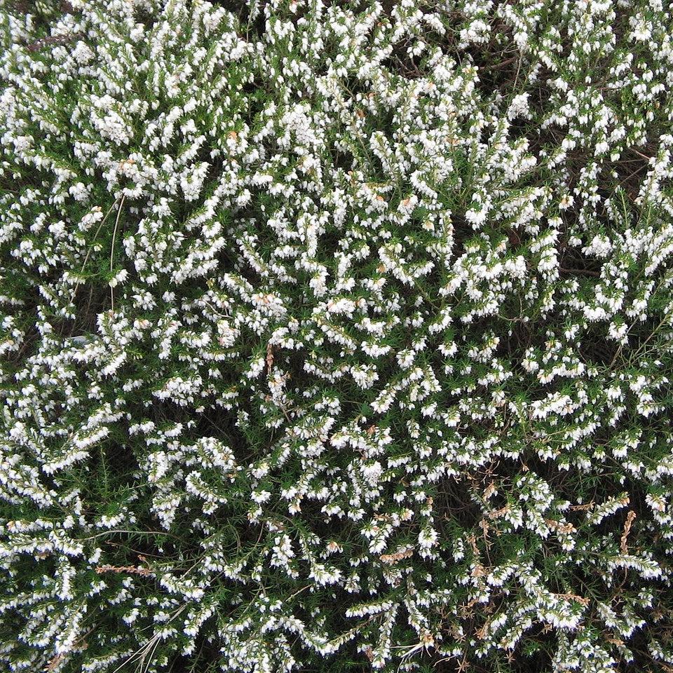 Erica x darleyensis 'Mediterranean White' ~ Mediterranean White Heath
