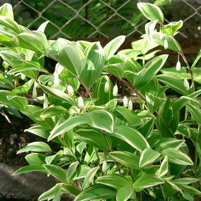 Polygonatum odoratum var. pluriflorum 'Variegatum' ~ Variegated Fragrant Solomon's Seal