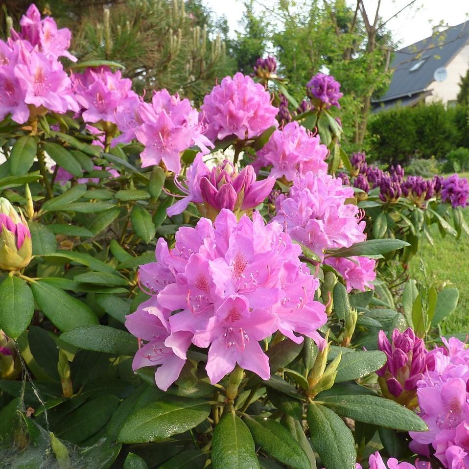 Rhododendron 'Roseum Elegans' ~ Roseum Elegans Rhododendron – JTSOP Farms