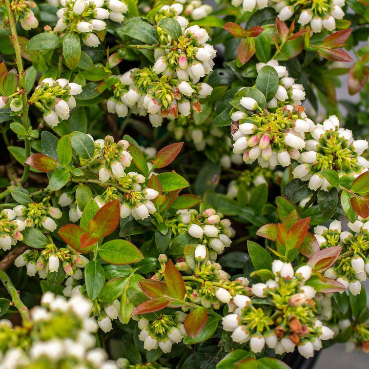 Vaccinium corymbosum híbrido 'ZF08-095' PP 25,467 ~ Bushel and Berry® BerryBux® Arándano