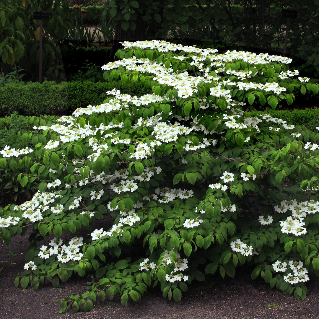 Viburnum plicatum tomentosum 'Mariesii' ~ Mariessi Viburnum