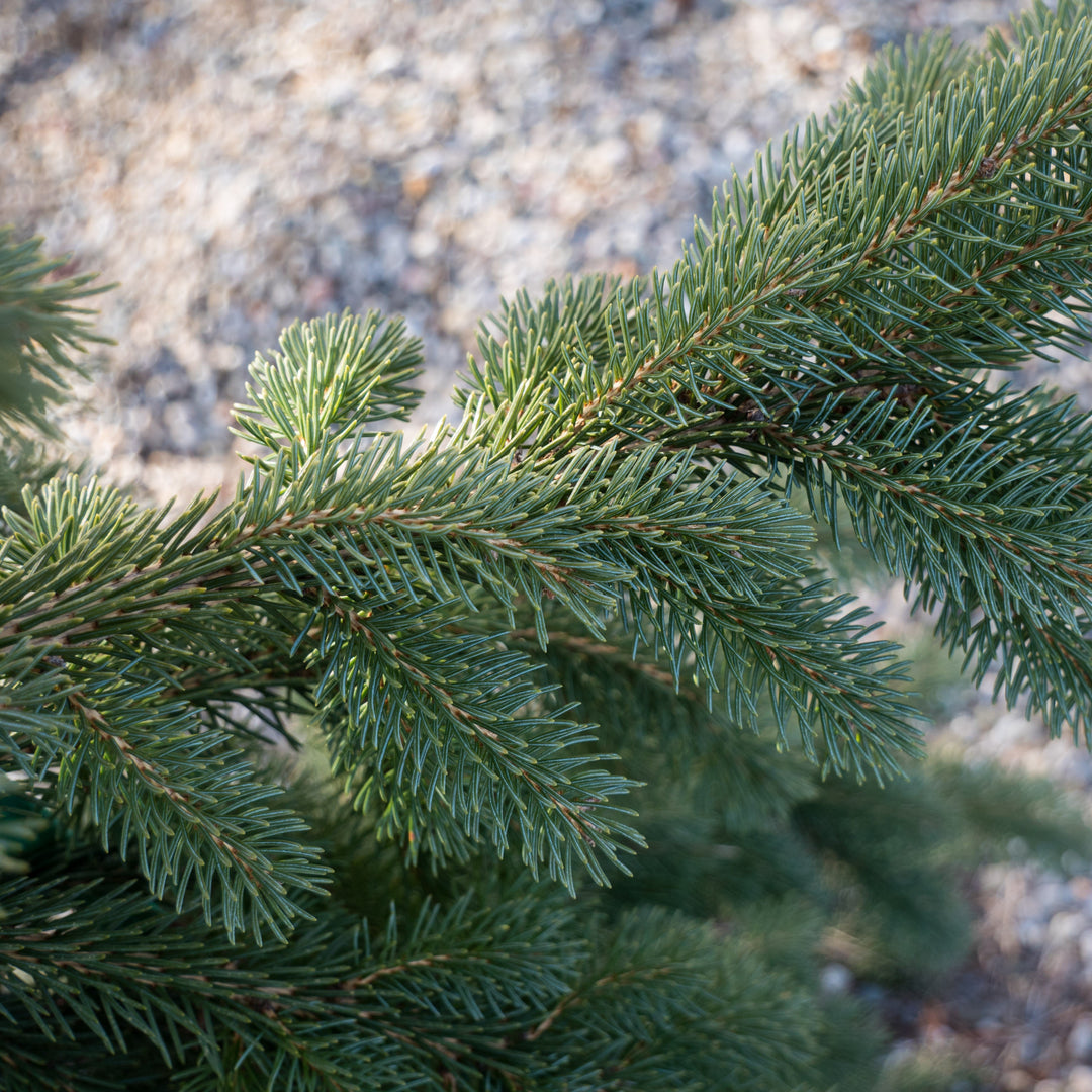 Picea glauca 'Pendula' ~ Weeping White Spruce