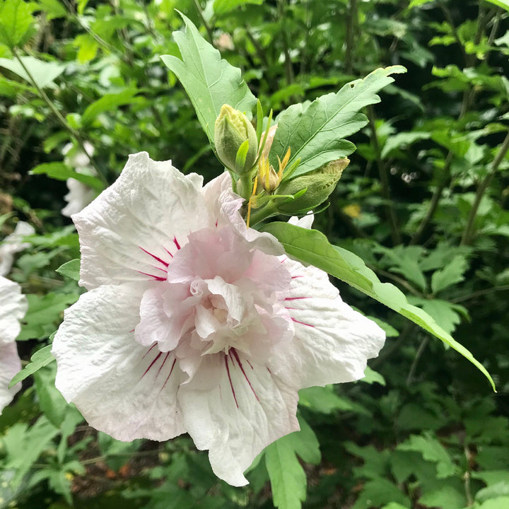 Hibiscus syriacus 'Minspot' ~ First Editions® Fiji™ Hibiscus