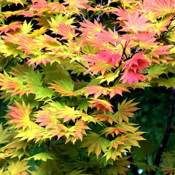 Acer shirasawanum 'Autumn Moon' ~ Autumn Moon Japanese Maple