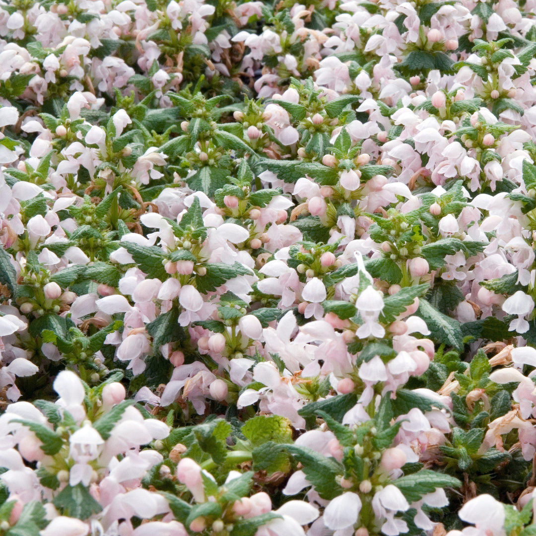 Lamium maculatum 'Shell Pink' ~ Shell Pink Deadnettle