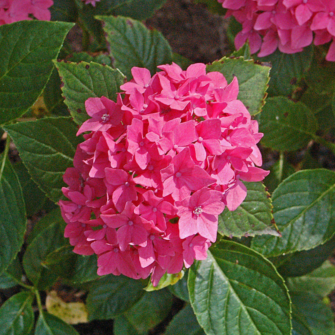Hydrangea macrophylla 'Pia' ~ Pink Elf® Hydrangea