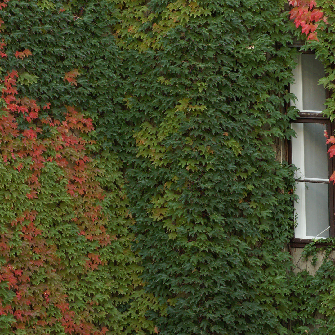 Parthenocissus tricuspidata ~ Boston Ivy