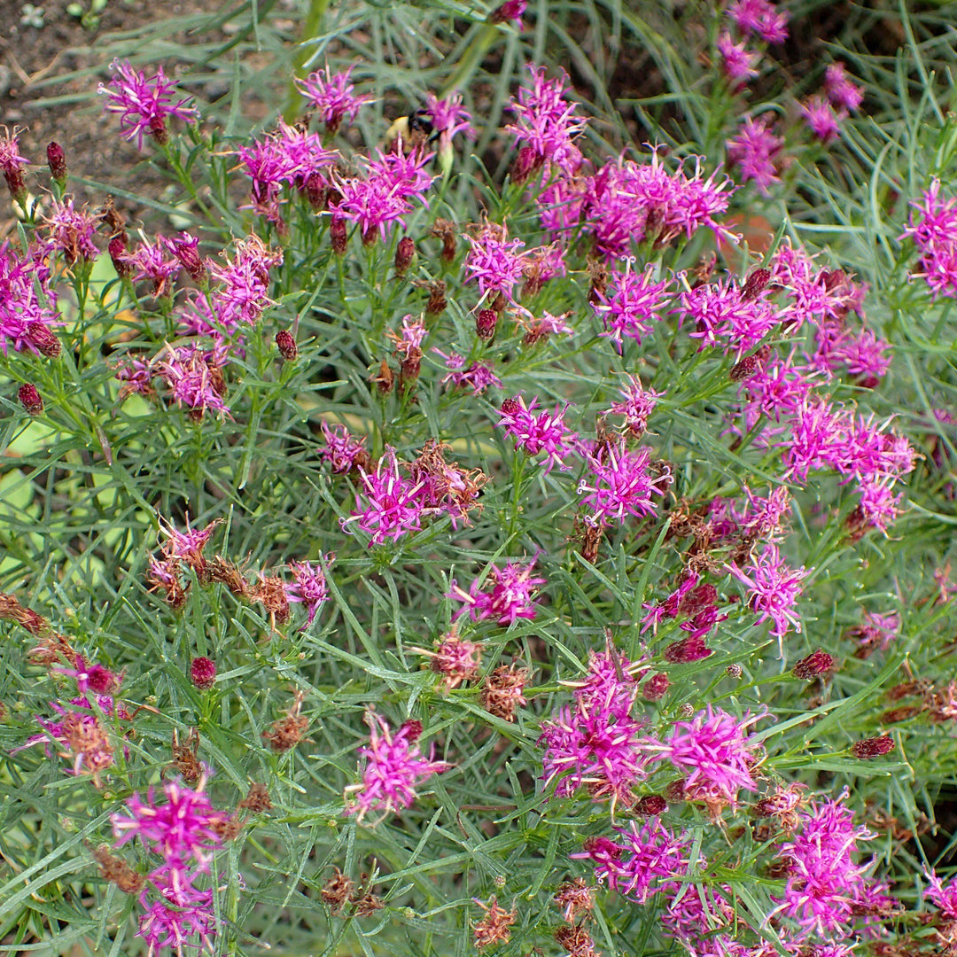 Vernonia lettermanii 'Iron Butterfly' ~ Iron Butterfly Ironweed
