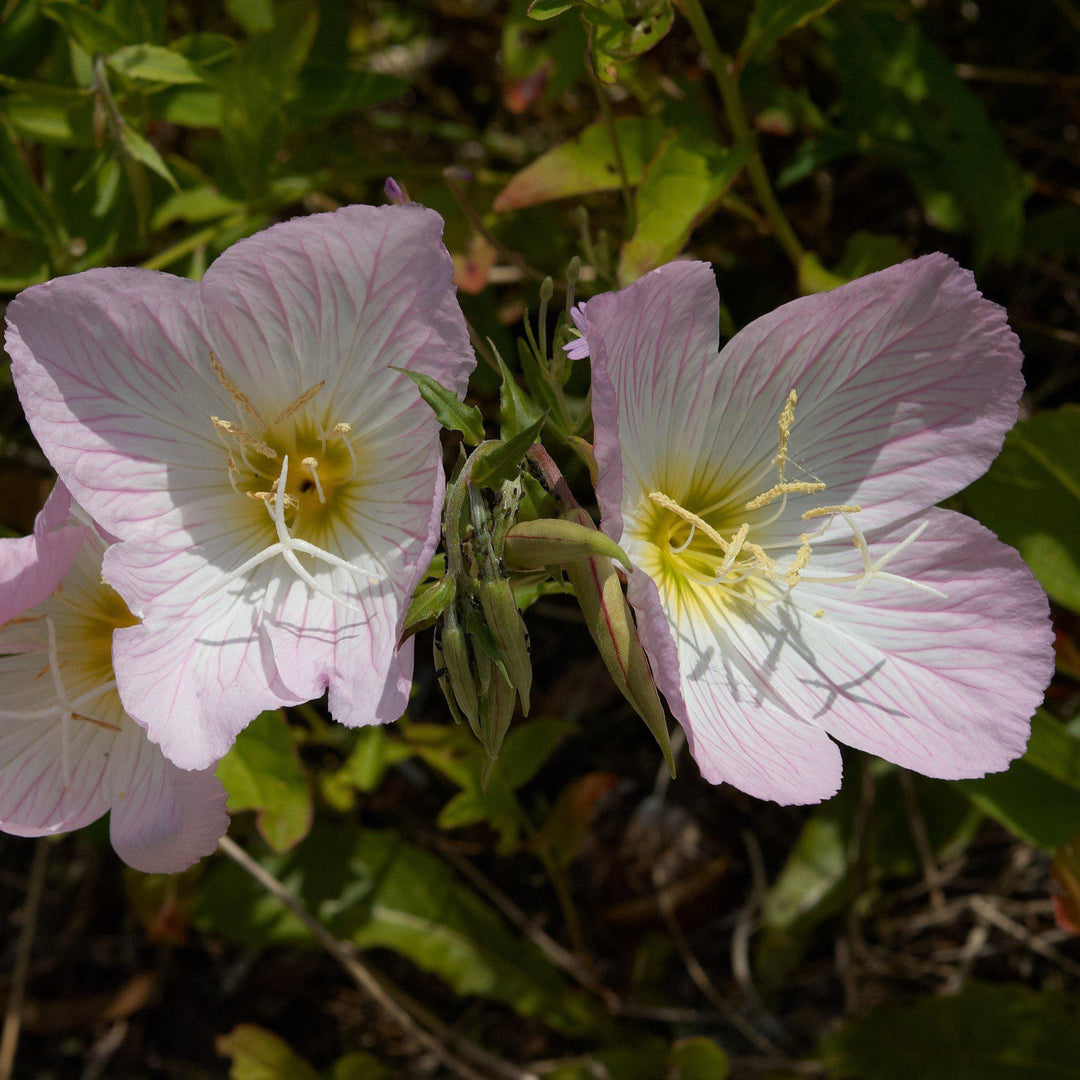 Oenothera speciosa 'Siskiyou' ~ Siskiyou Evening Primrose