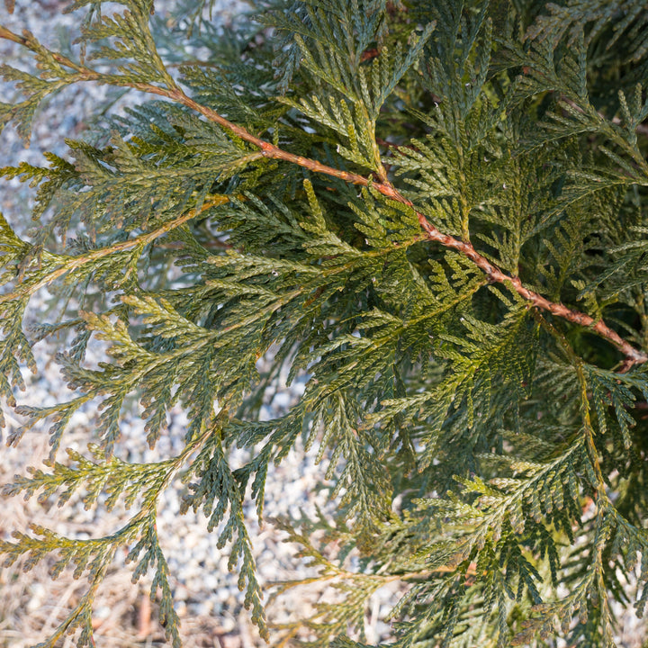 Thuja plicata 'Grovepli' ~ Spring Grove® Arborvitae