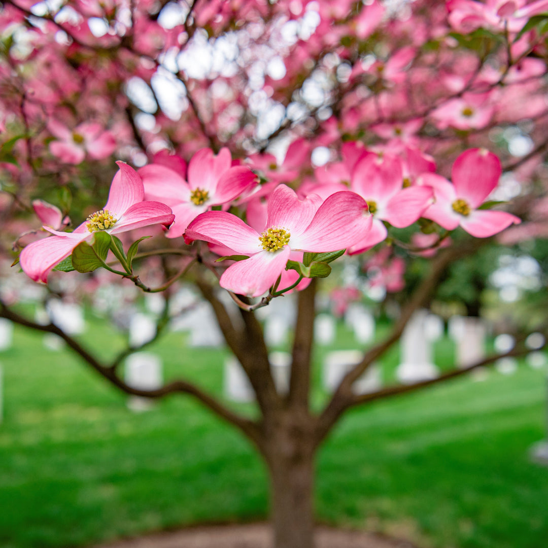 Cornus florida 'Rubra' ~ Cornejo de flores rosadas