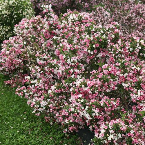 Weigela florida 'VUKOZGemini' ~ Czechmark Trilogy® Weigela