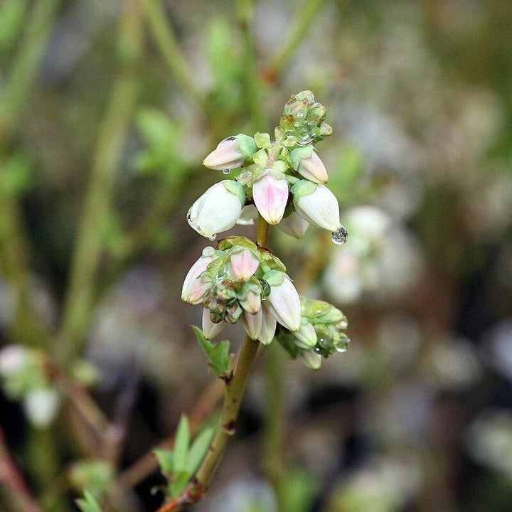 Vaccinium corymbosum 'Bluecrop' ~ Bluecrop Highbush Blueberry