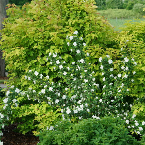Philadelphus coronarius 'SMNPBD' ~ Illuminati Arch® Mockorange