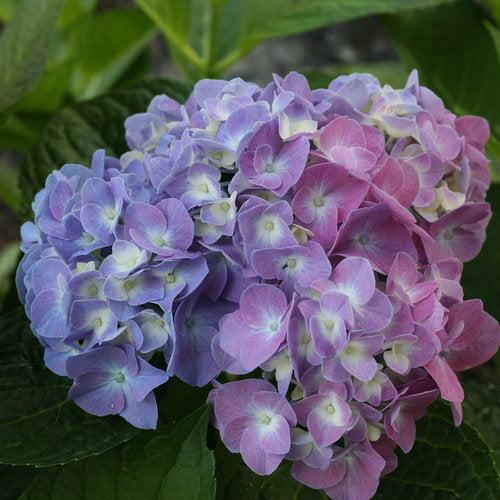 Hydrangea macrophylla 'SMHMTAU' ~ Let's Dance® Blue Jangles® Hortensia