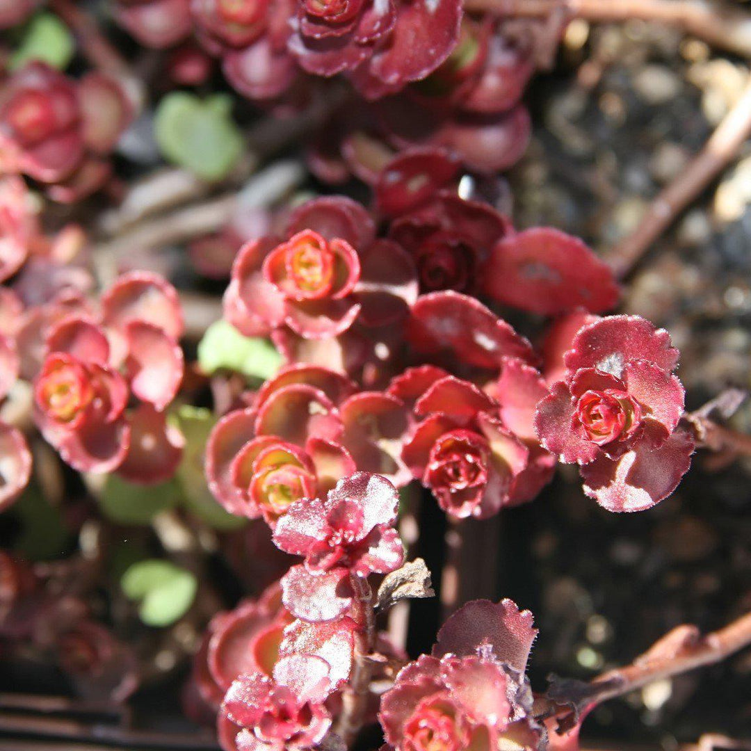 Sedum spurium 'Voodoo' ~ Voodoo Stonecrop