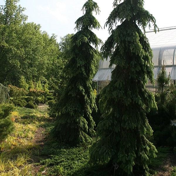 Picea glauca 'Pendula' ~ Weeping White Spruce