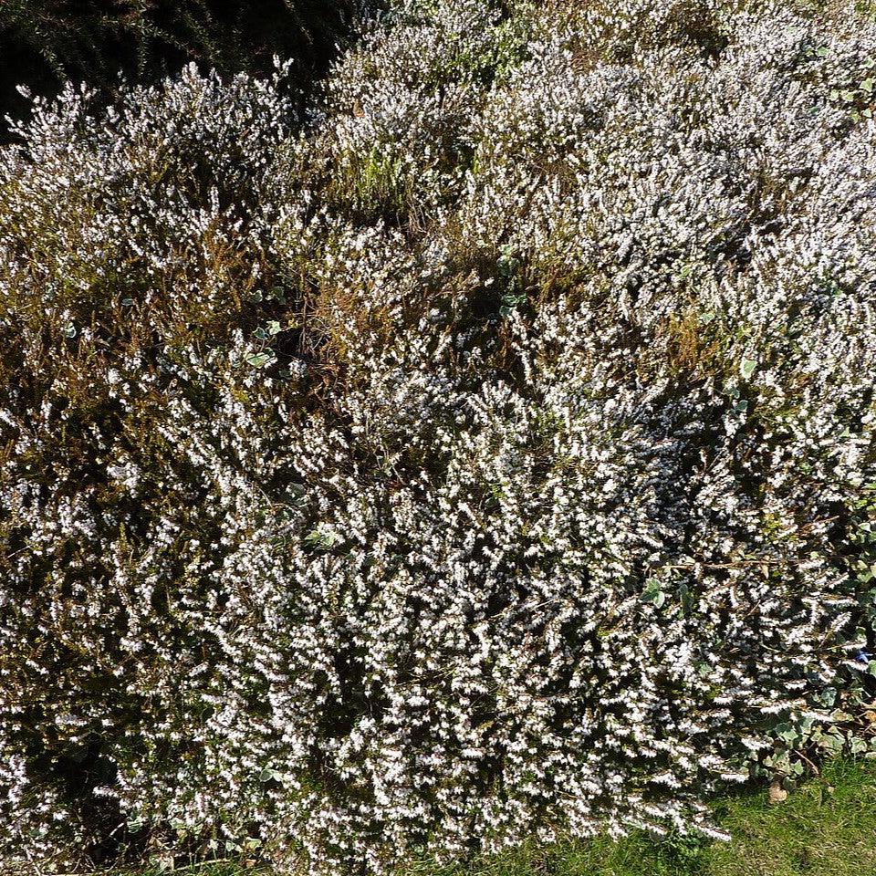 Erica x darleyensis 'Mediterranean White' ~ Mediterranean White Heath