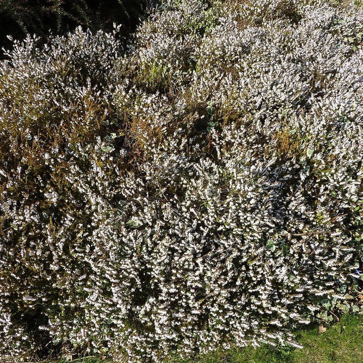 Erica x darleyensis 'Mediterranean White' ~ Mediterranean White Heath
