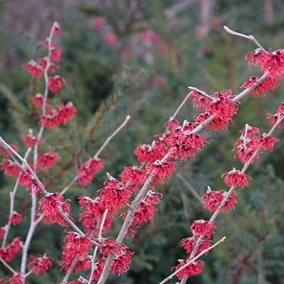 Hamamelis x intermedia 'Diane' ~ Diane Witch Hazel