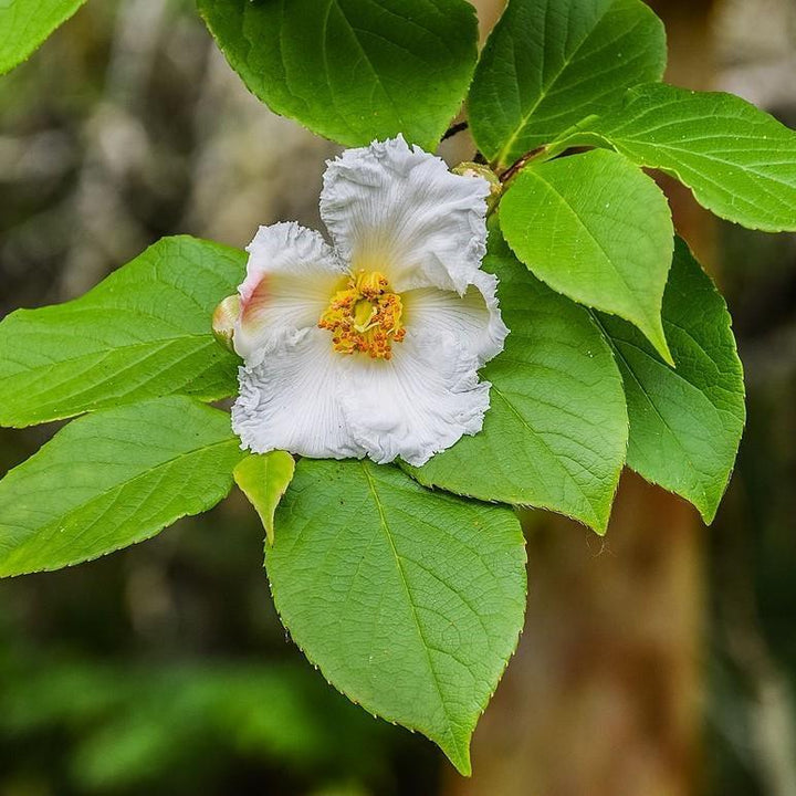 Stewartia pseudocamellia ~ Stewartia japonesa