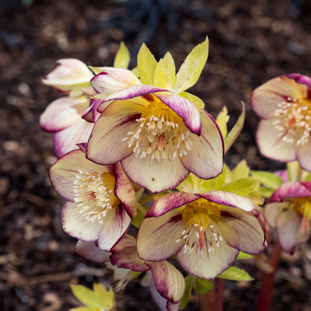 Helleborus 'French Kiss' ~ Honeymoon® French Kiss Lenten Rose