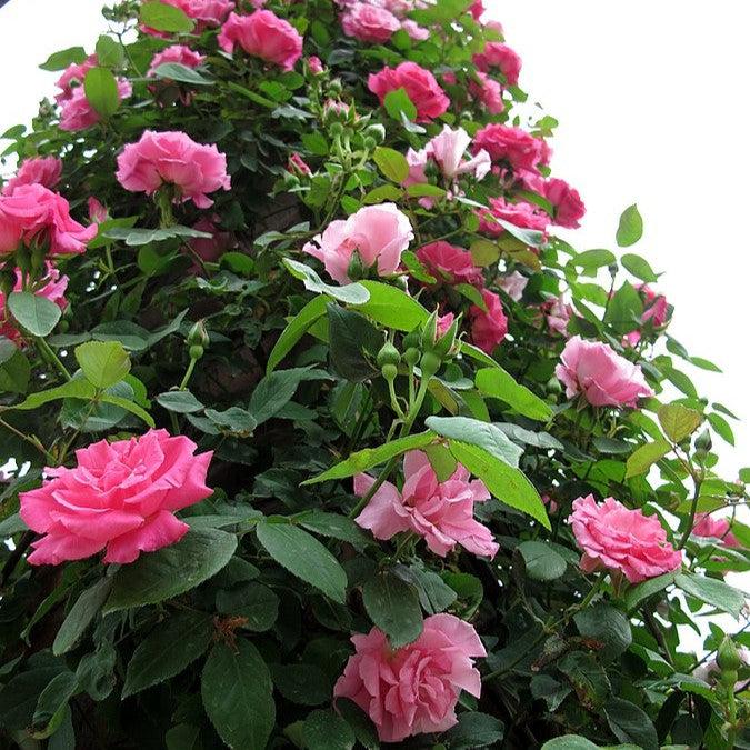 Rosa 'Zéphirine Drouhin' ~ Zéphirine Drouhin Rose