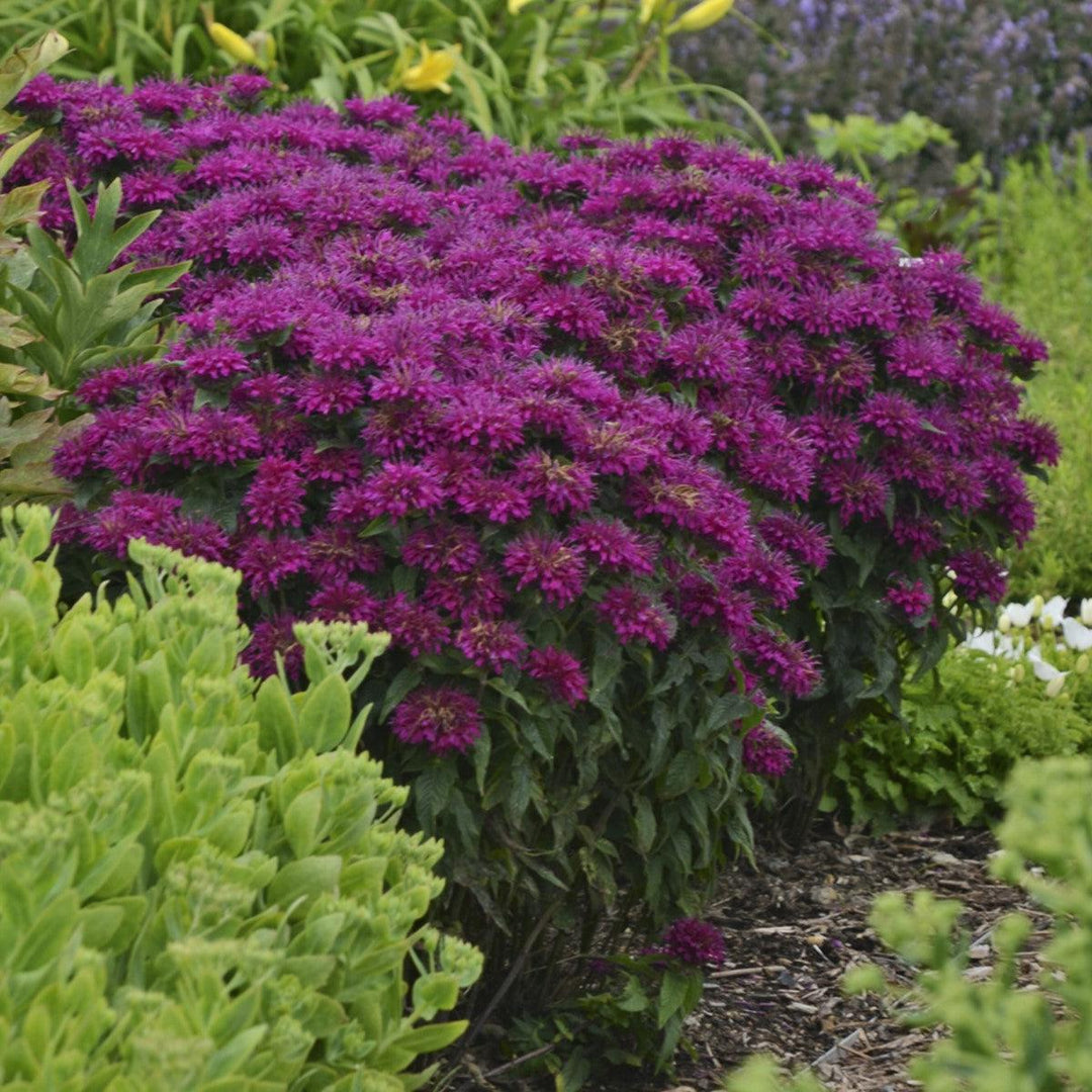 Monarda 'Grape Gumball' PP27498 ~ Sugar Buzz® Grape Gumball Bee Balm