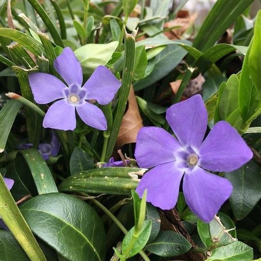 Vinca minor 'Bowles' ~ Bowles Periwinkle