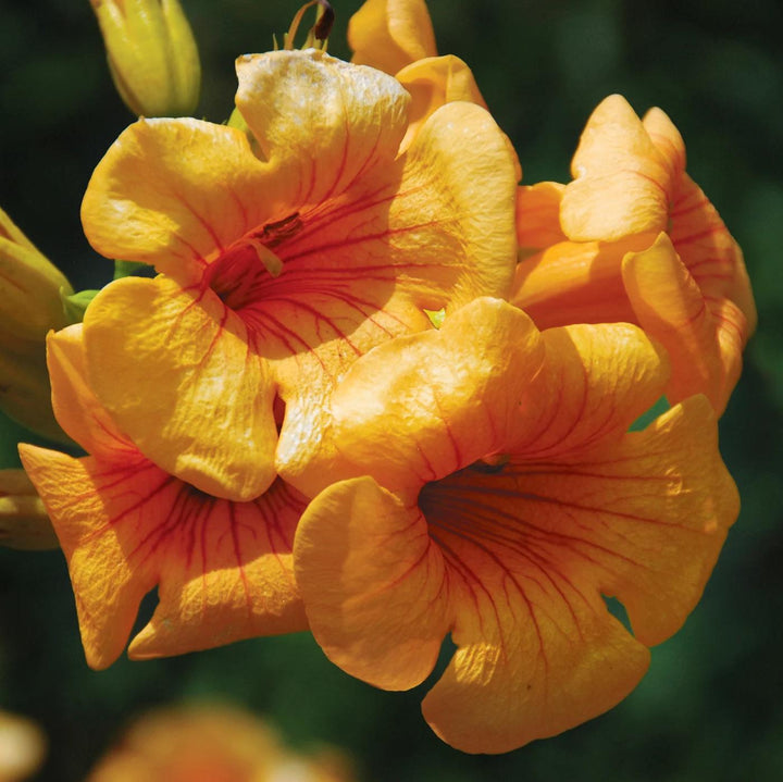 Campsis x tagliabuana 'Takarazuka Yellow' PP 23,918 ~ Summer Jazz™ Sunrise Gold Campsis