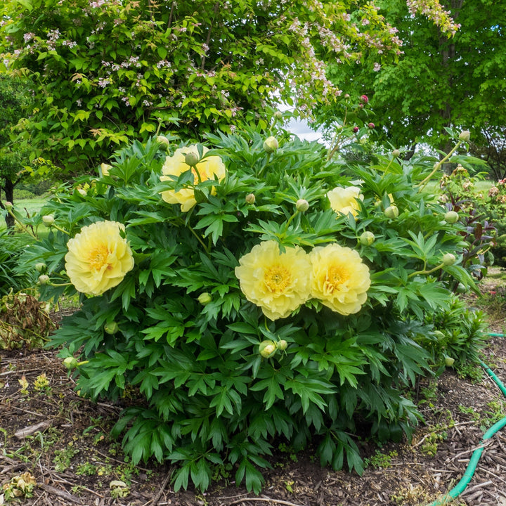 Paeonia 'Bartzella' ~ Bartzella Itoh Peony