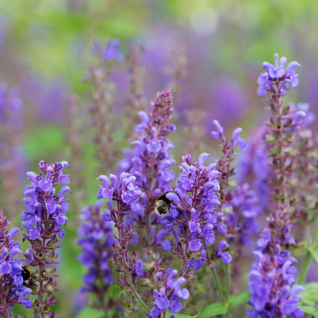 Salvia nemorosa 'Blue Marvel' ~ Blue Marvel Meadow Sage