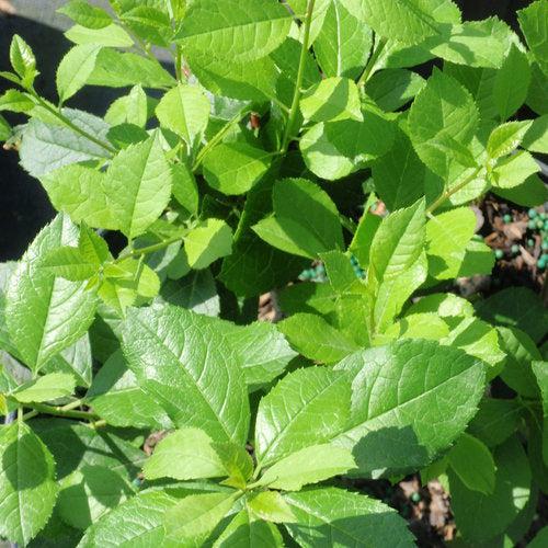 Ilex verticillata 'FARROWMRP' USPP 25,834 ~ Mr. Poppins® Winterberry