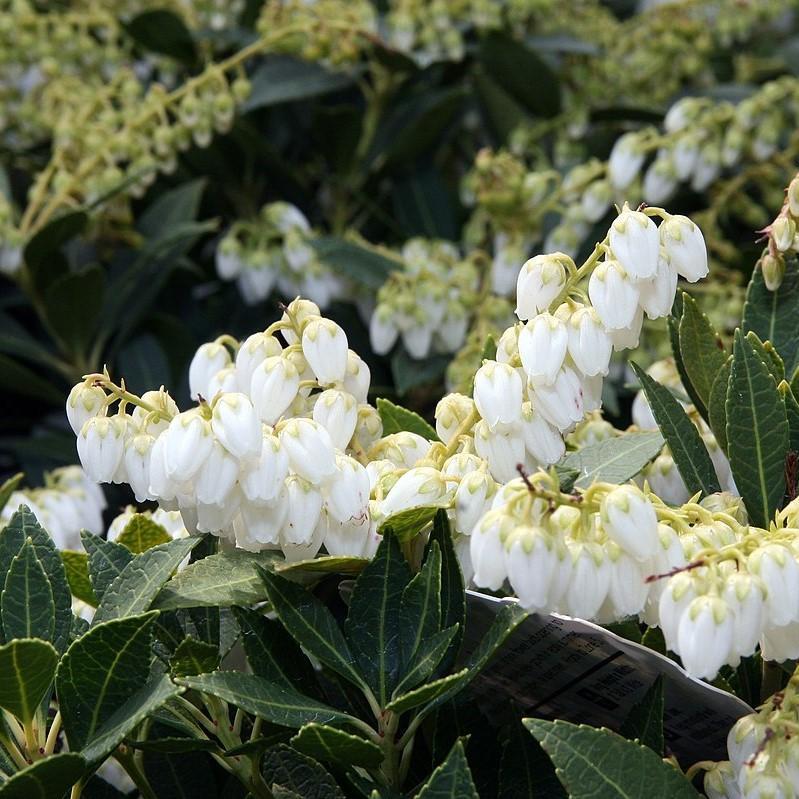 Pieris japonica 'Prelude' ~ Prelude Pieris