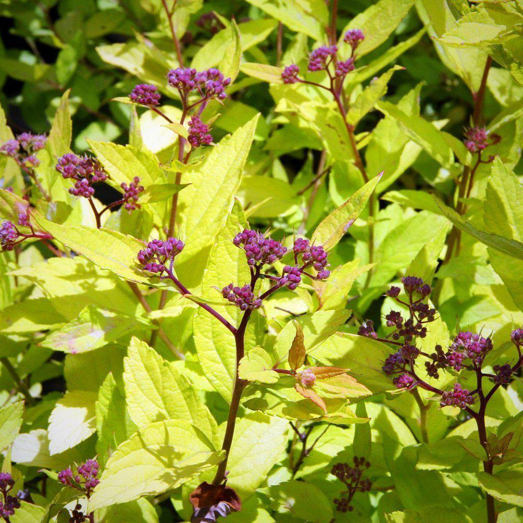 Spiraea japonica 'Goldmound' ~ Goldmound Spirea