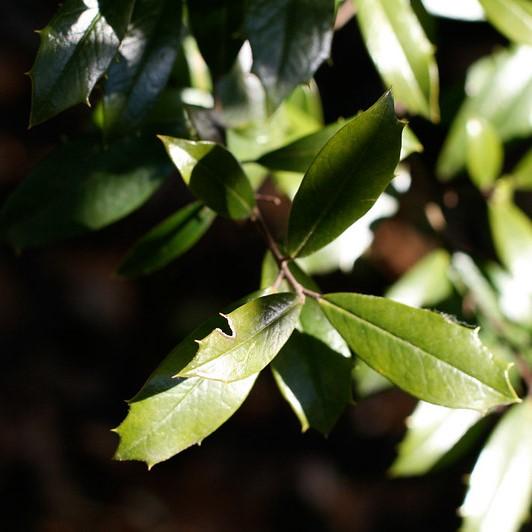 Ilex x attenuata 'Fosteri' ~ Foster Holly