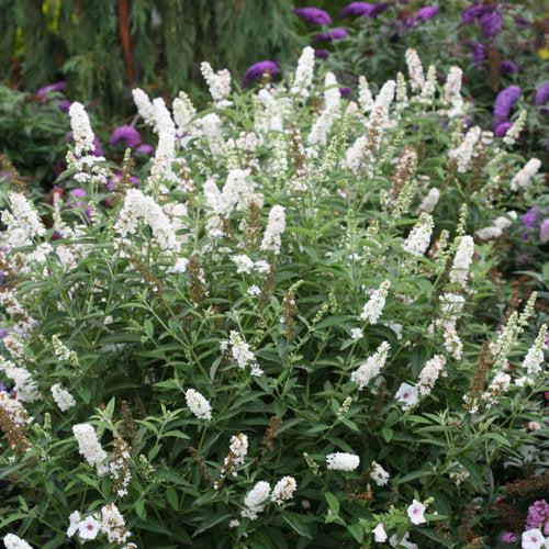 Buddleia x 'Miss Pearl' ~ Miss Pearl Butterfly Bush