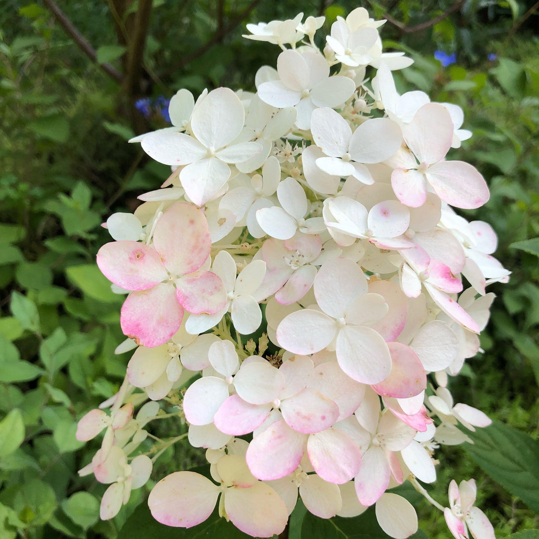 Hortensia paniculata 'SMHPLQF' ~ Hortensia Little Quick Fire®