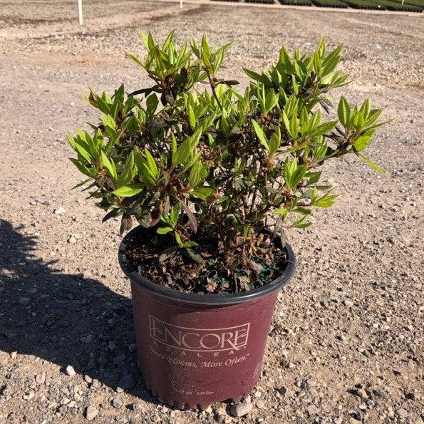 Rododendro 'Roblef' ~ Encore® Autumn Sundance™ Azalea