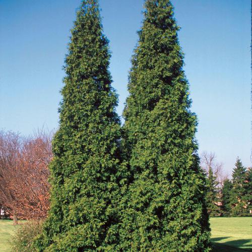 Thuja plicata 'Grovepli' ~ Spring Grove® Arborvitae