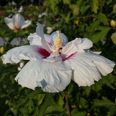 Hibiscus syriacus 'Minspot' ~ First Editions® Fiji™ Hibiscus