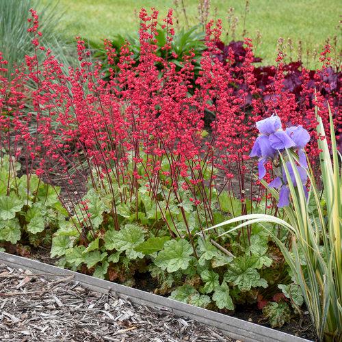 Heuchera 'Dolce Spearmint' PP31281 ~ Dolce® Spearmint Heuchera