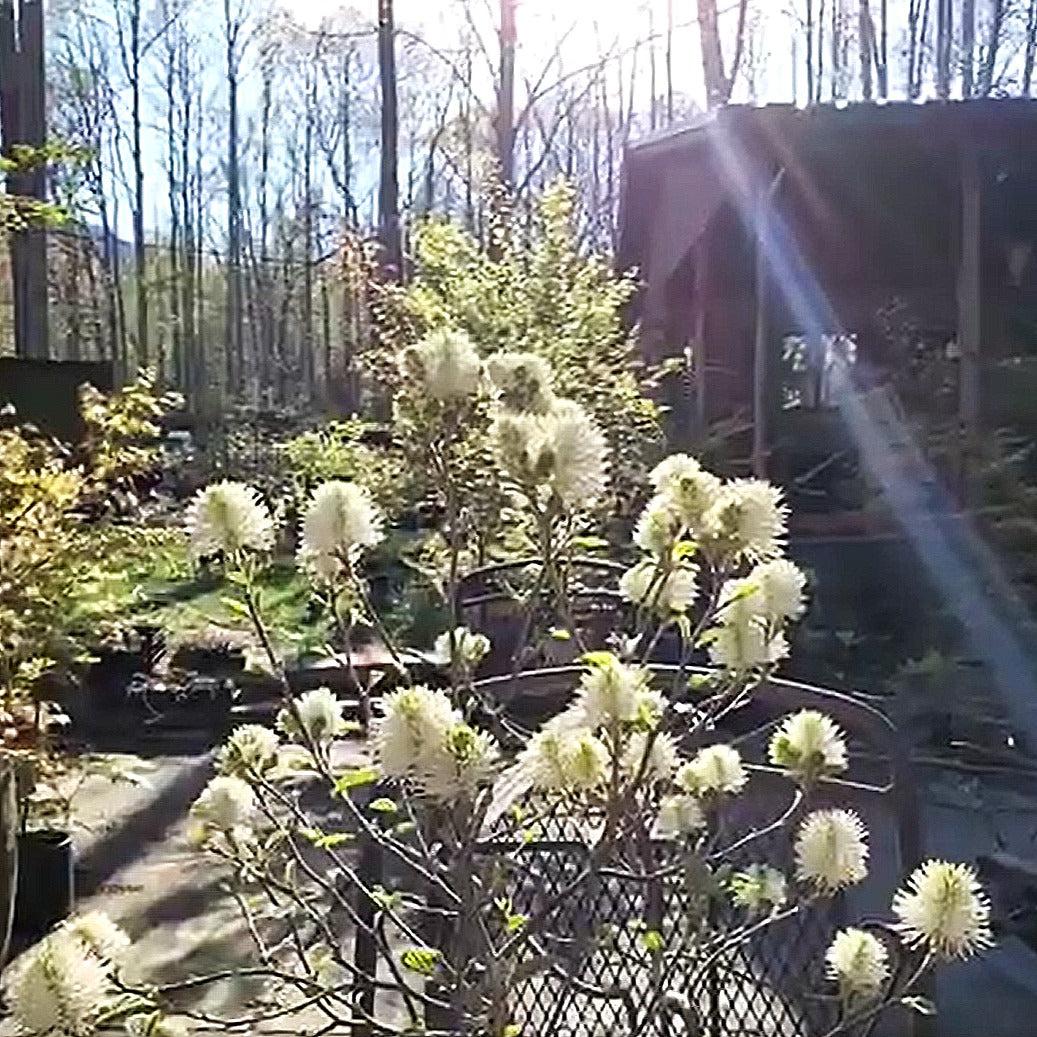 Fothergilla x intermedia 'Blue Shadow' ~ Blue Shadow Fothergilla