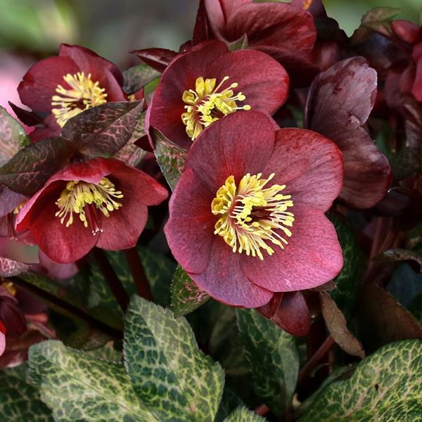 Helleborus x glandorfensis 'Mona Marble' ~ HGC® Ice N' Roses® Mona Marble Hellebore