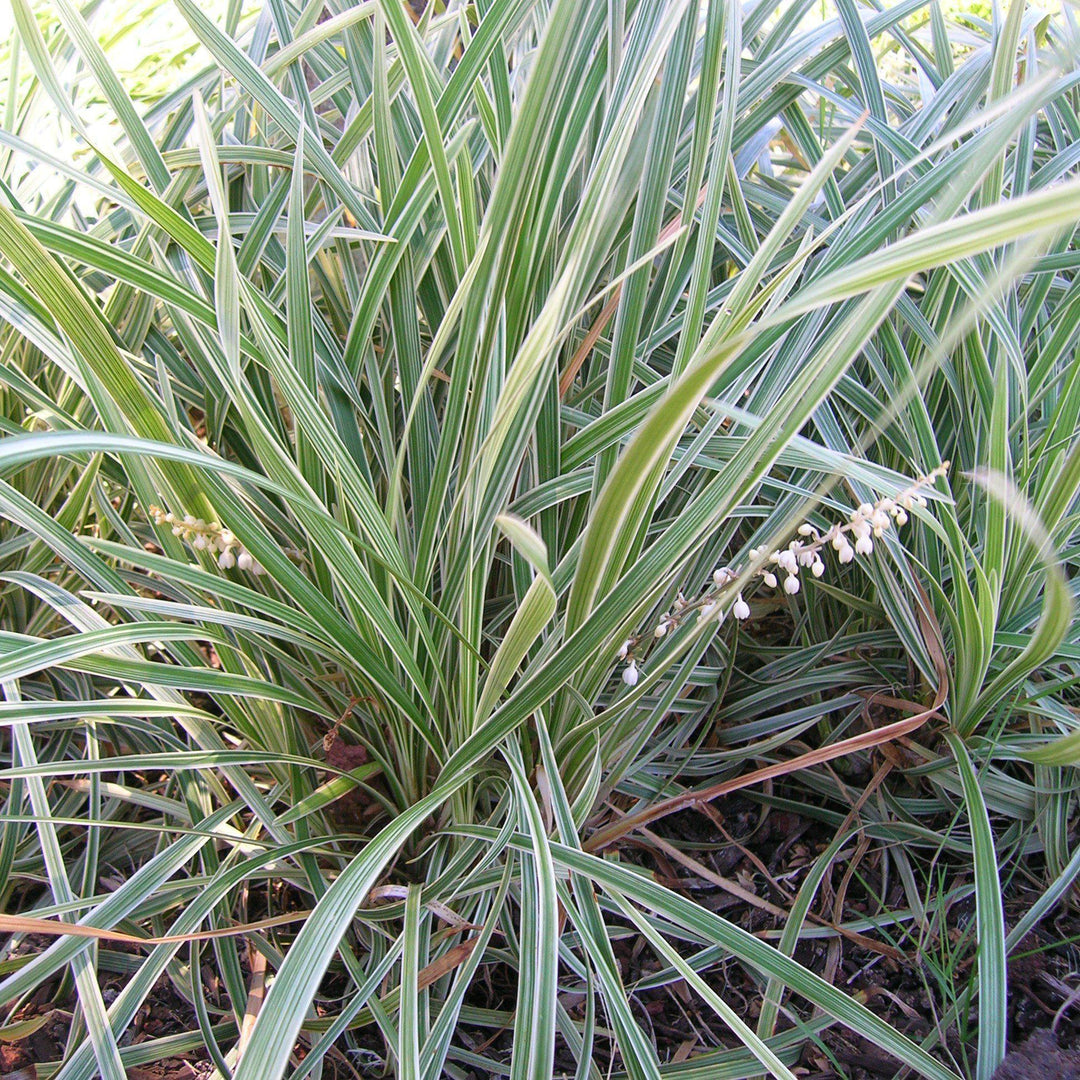 Liriope spicata 'Silver Dragon' ~ Silver Dragon Lilyturf
