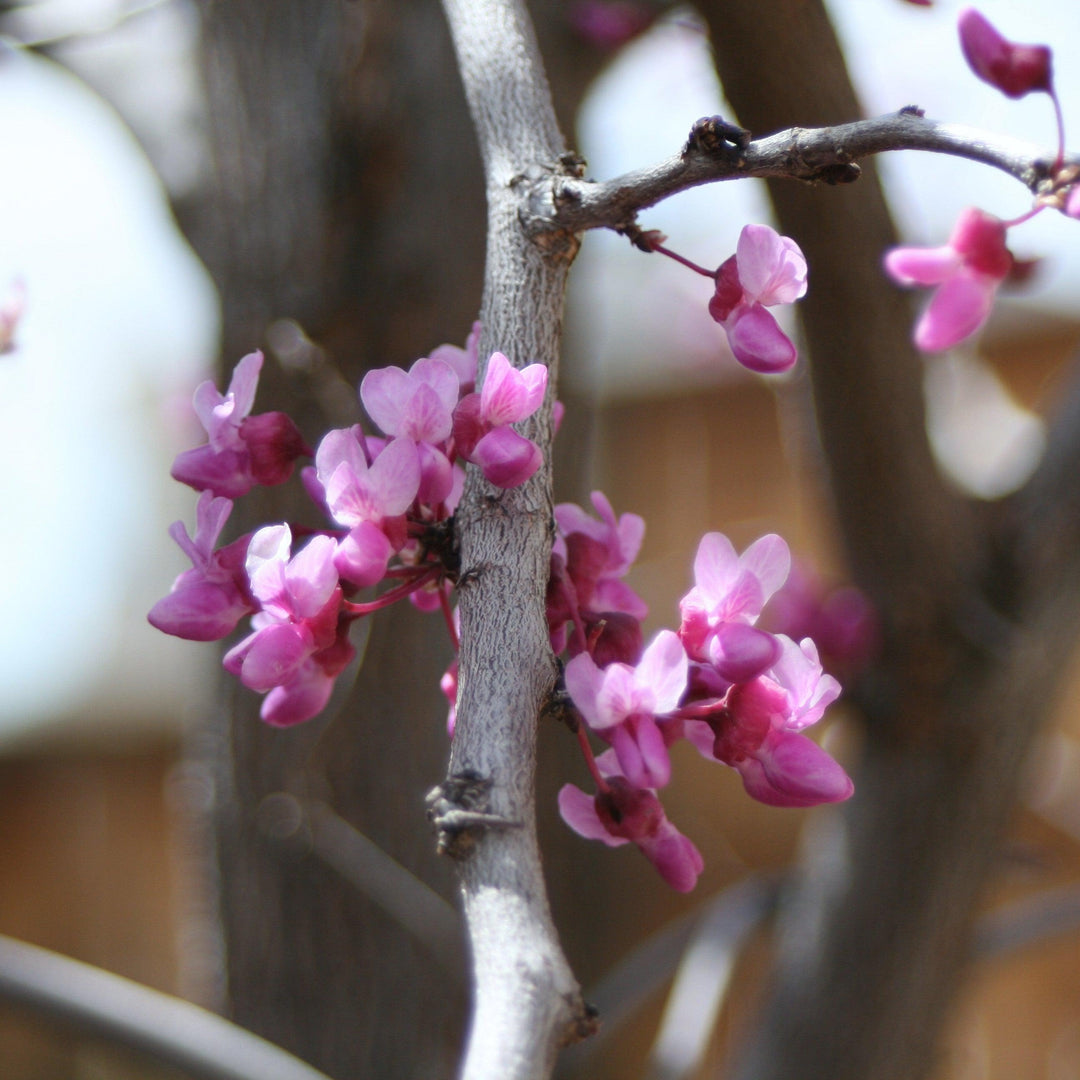 Cercis canadensis 'Pink Heartbreaker' ~ Pink Heartbreaker® Redbud