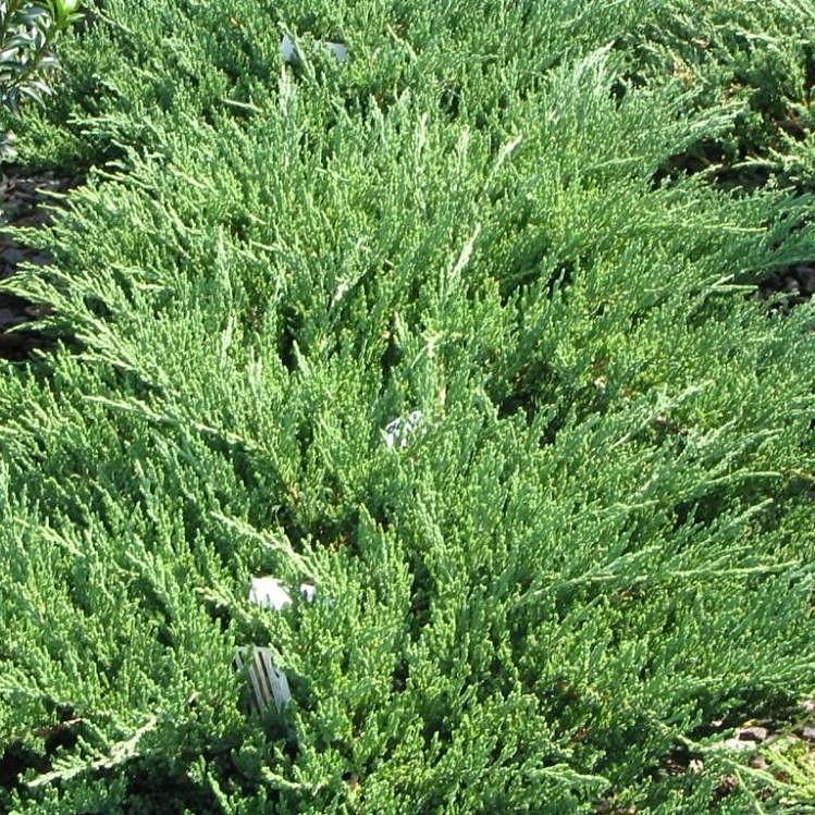 Juniperus chinensis 'Sargentii' ~ Enebro de Sargent