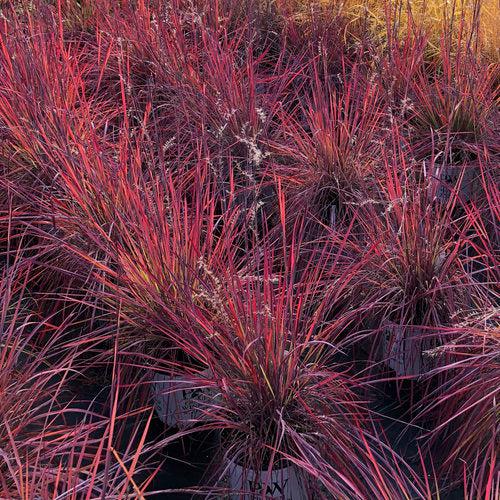 Schizachyrium scoparium 'Blue Paradise' ~ 'Blue Paradise' Little Bluestem